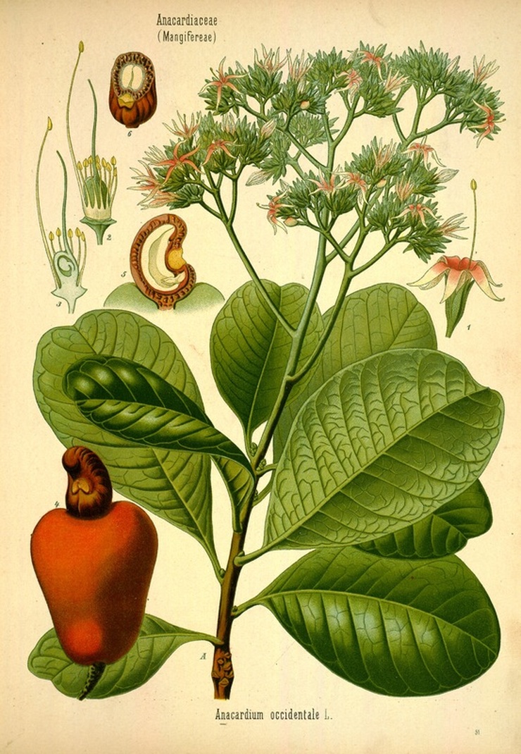 Cashew Tree and Nut Botanical Illustration