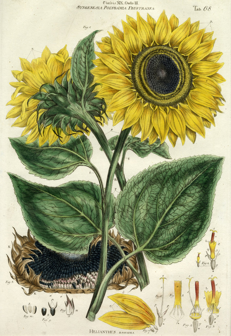 Sunflower Botanical Illustration