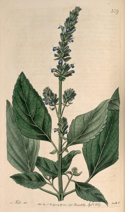 Chia Plant Botanical Illustration