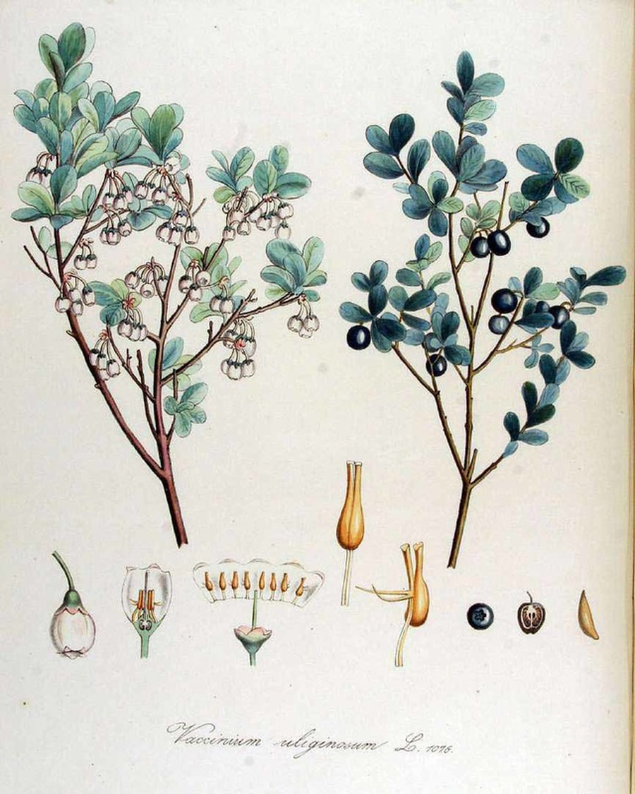 Botanical Drawing of Blueberries