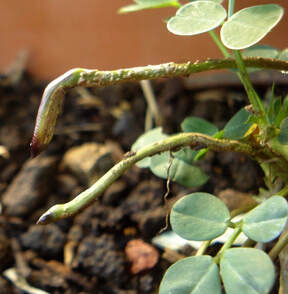 Peanut Plant Stalk