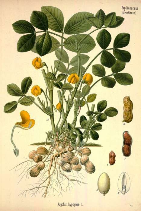 Peanut Plant Botanical Drawing of Legumes