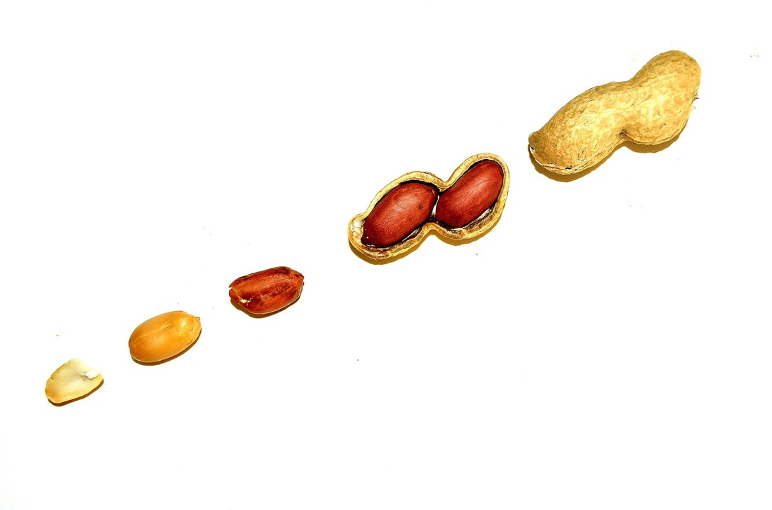Peanuts - Seven grams of vegetarian protein per handful