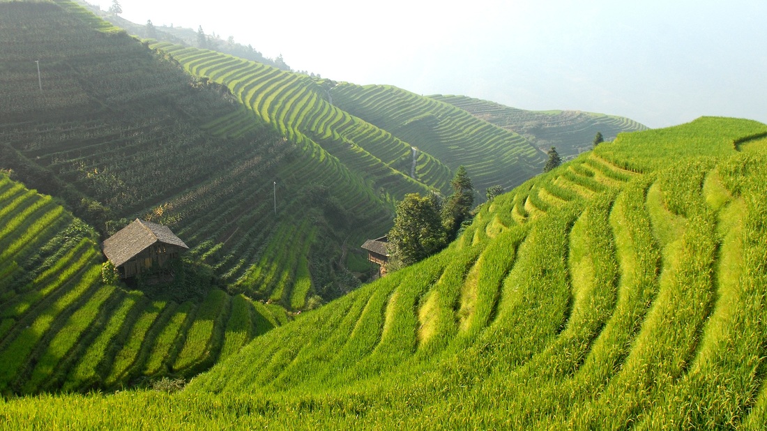 Rice Field, Terrace, Mountain