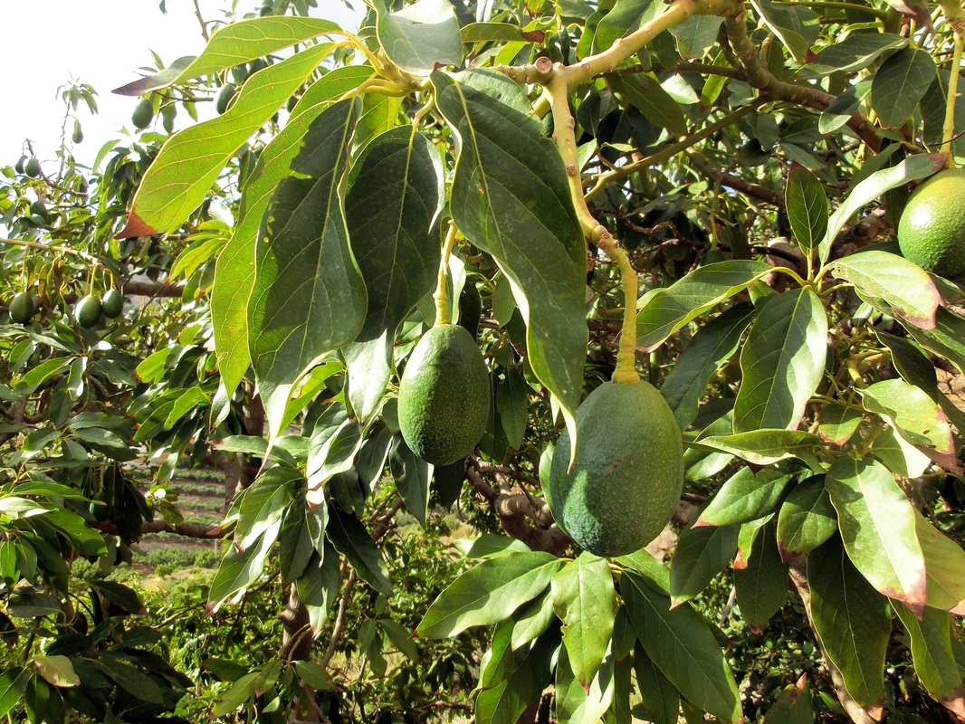 Avocado Tree with Ripe Fruit