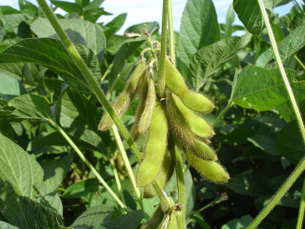 Soy Pods - Plant