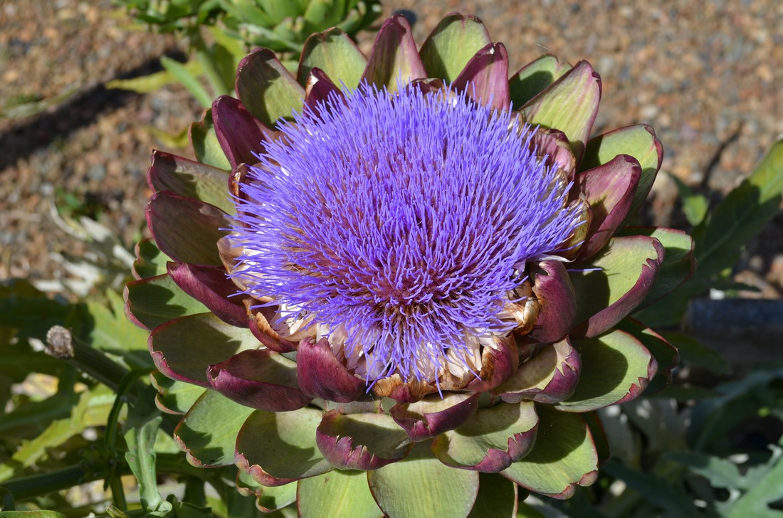 Purple Artichoke Flower