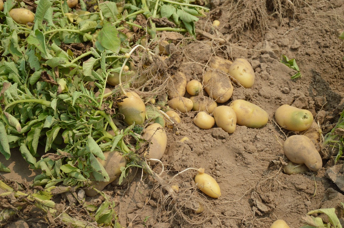 Potato Plants and Roots
