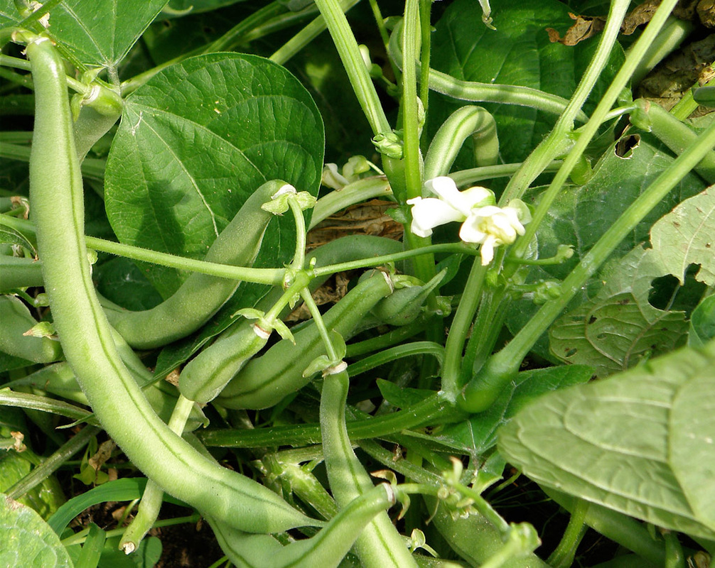 Green Bean Plant with Beans and Flowers