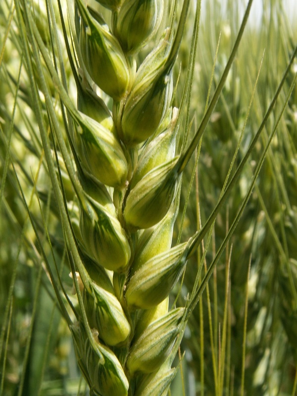 Durum Wheat, Green