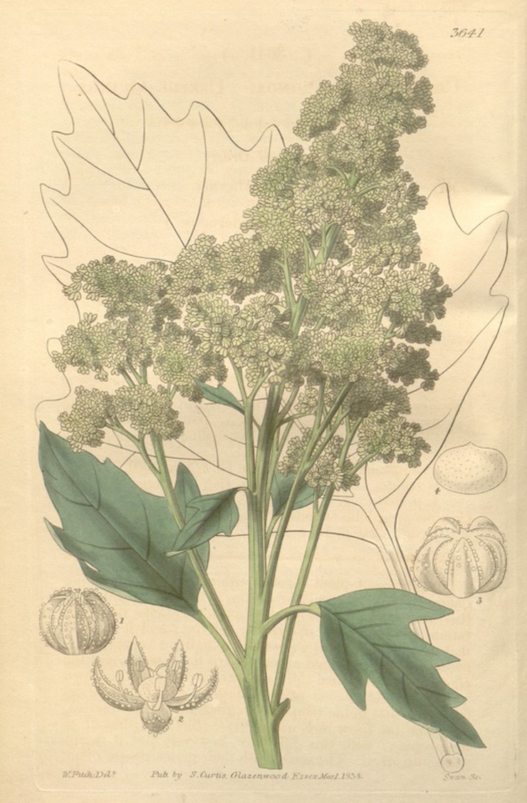 Quinoa Botanical Drawing