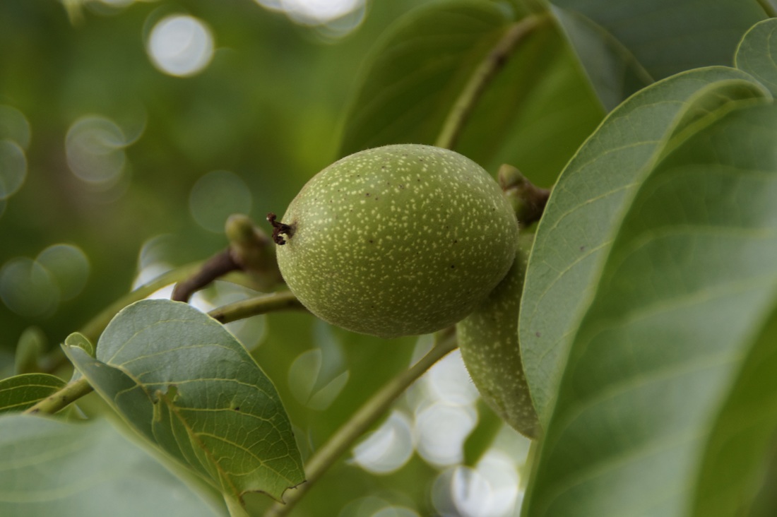 Walnut Tree, Fruit