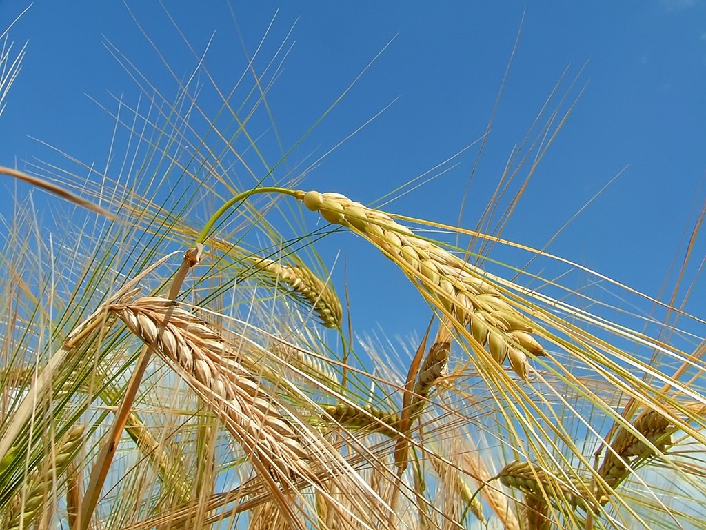 Wheat Field, Blue Sky