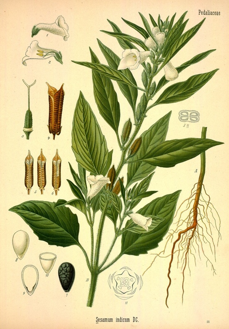 Sesame Plant Illustration