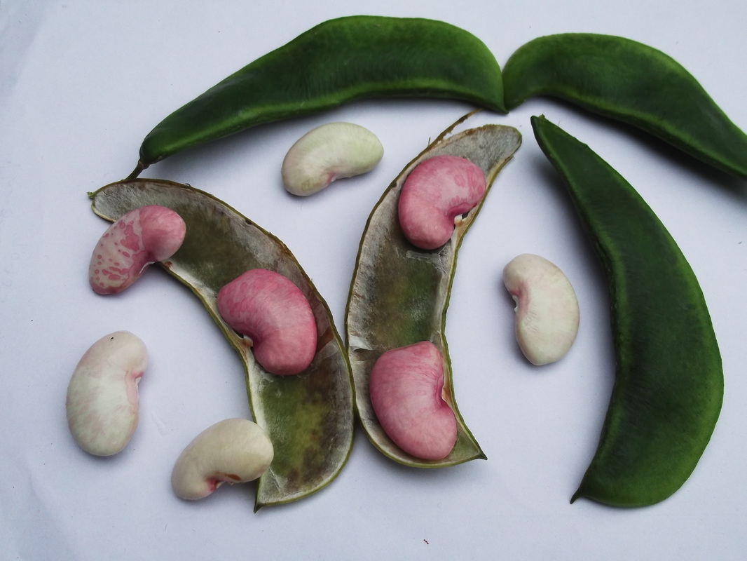 Lima Beans - 7.5 grams protein
