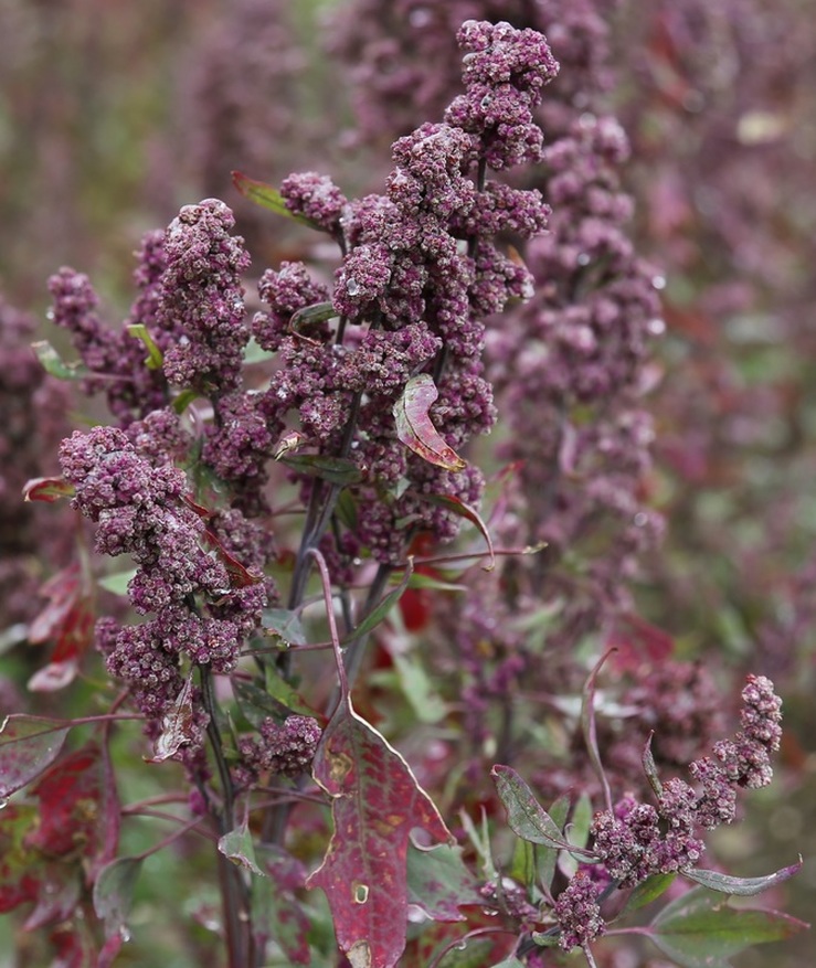 Quinoa Plant and Flower