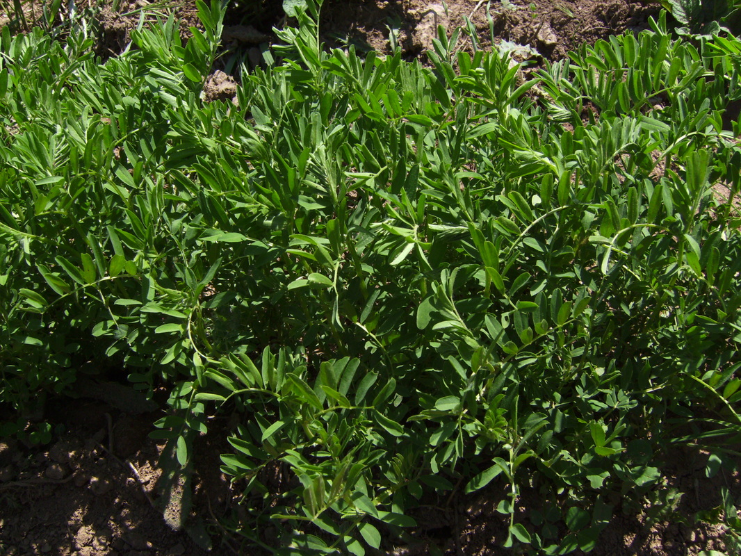 Lentil Plants