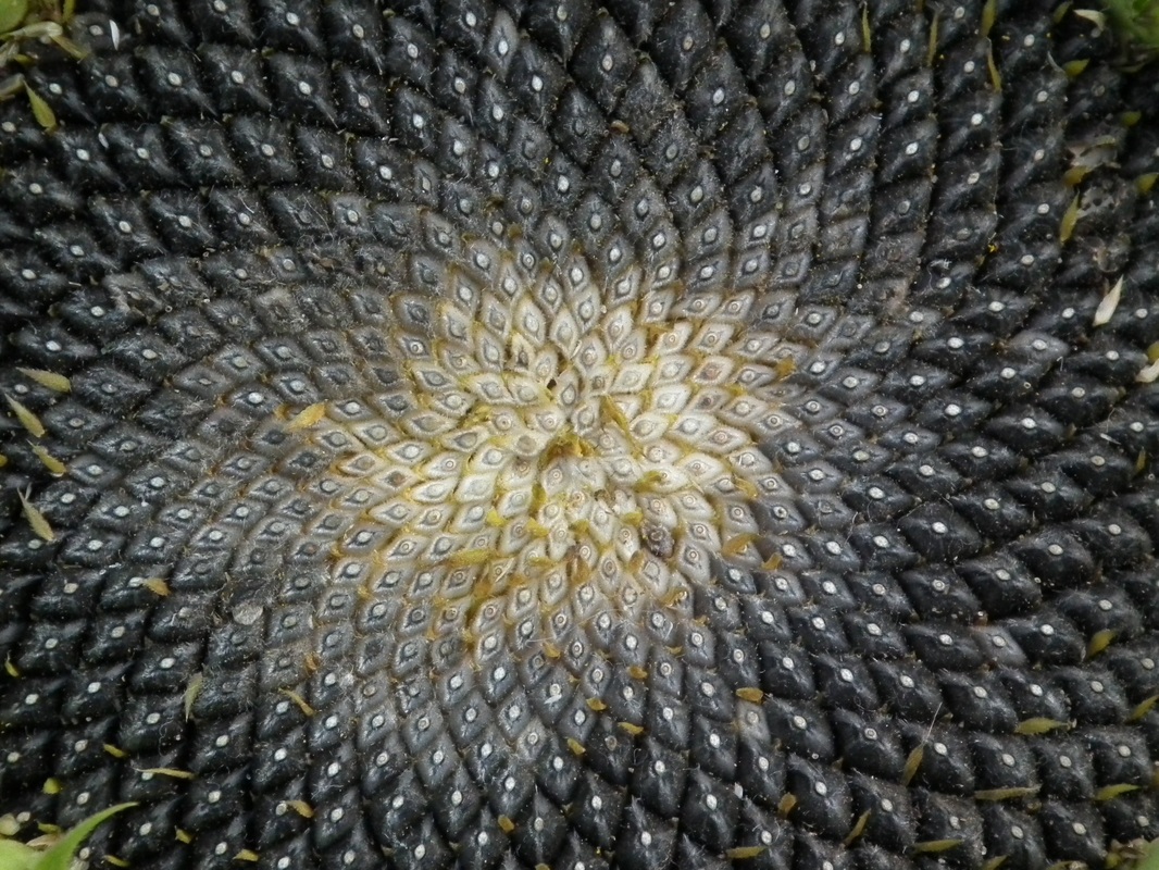 Sunflower Seed Spiral