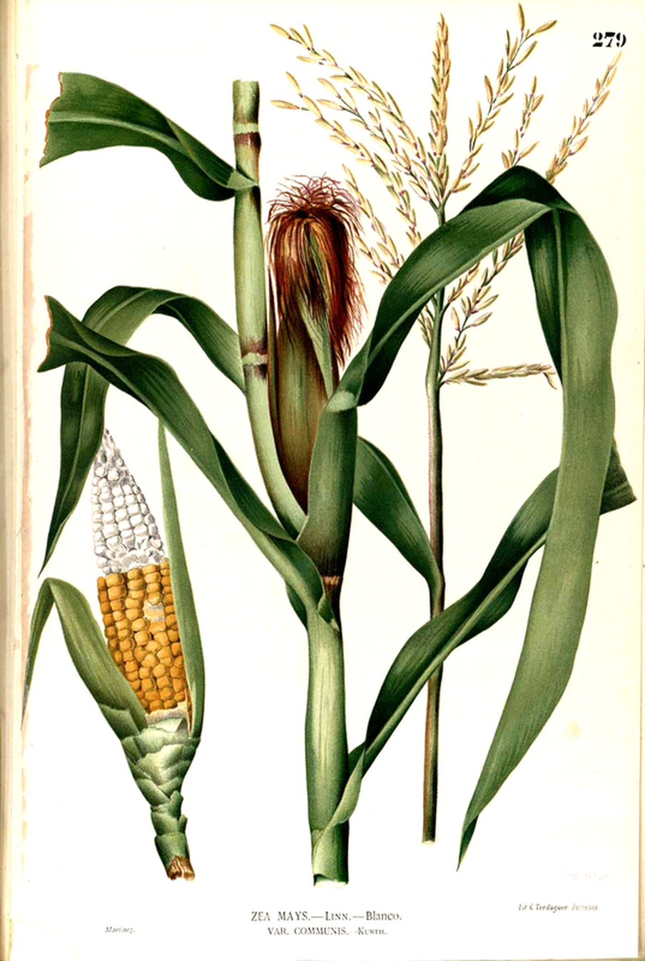 Corn Botanical Drawing