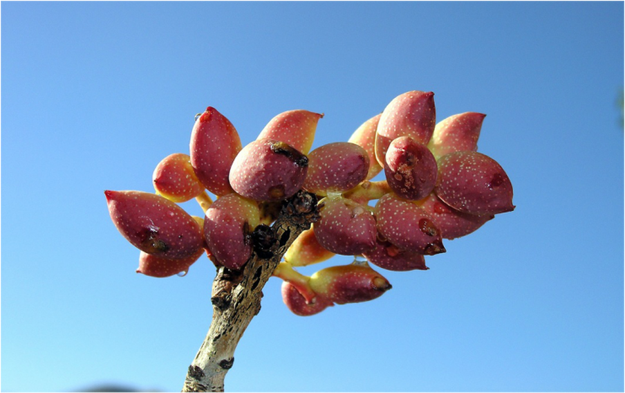 Pistachio Fruit on Tree