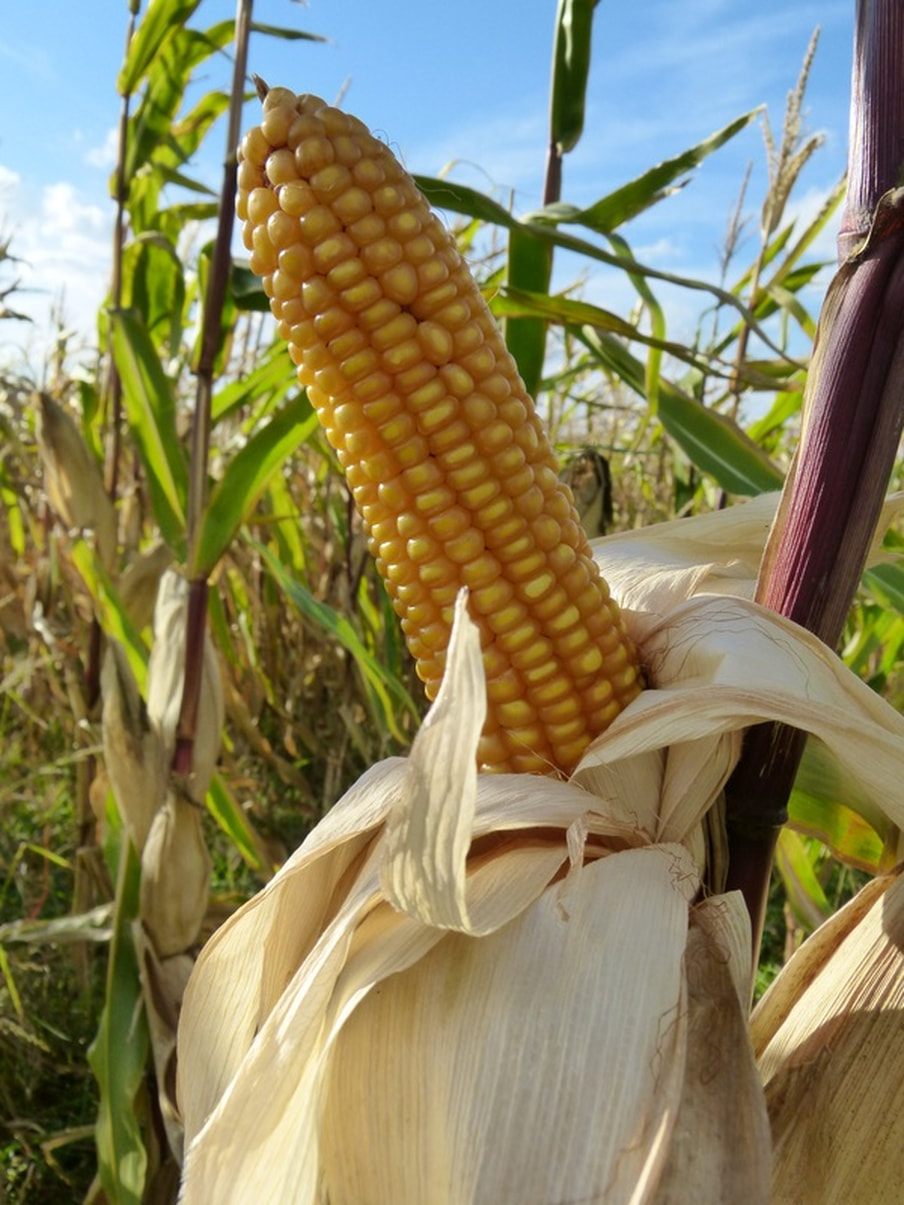 Corn Growing on Stalk