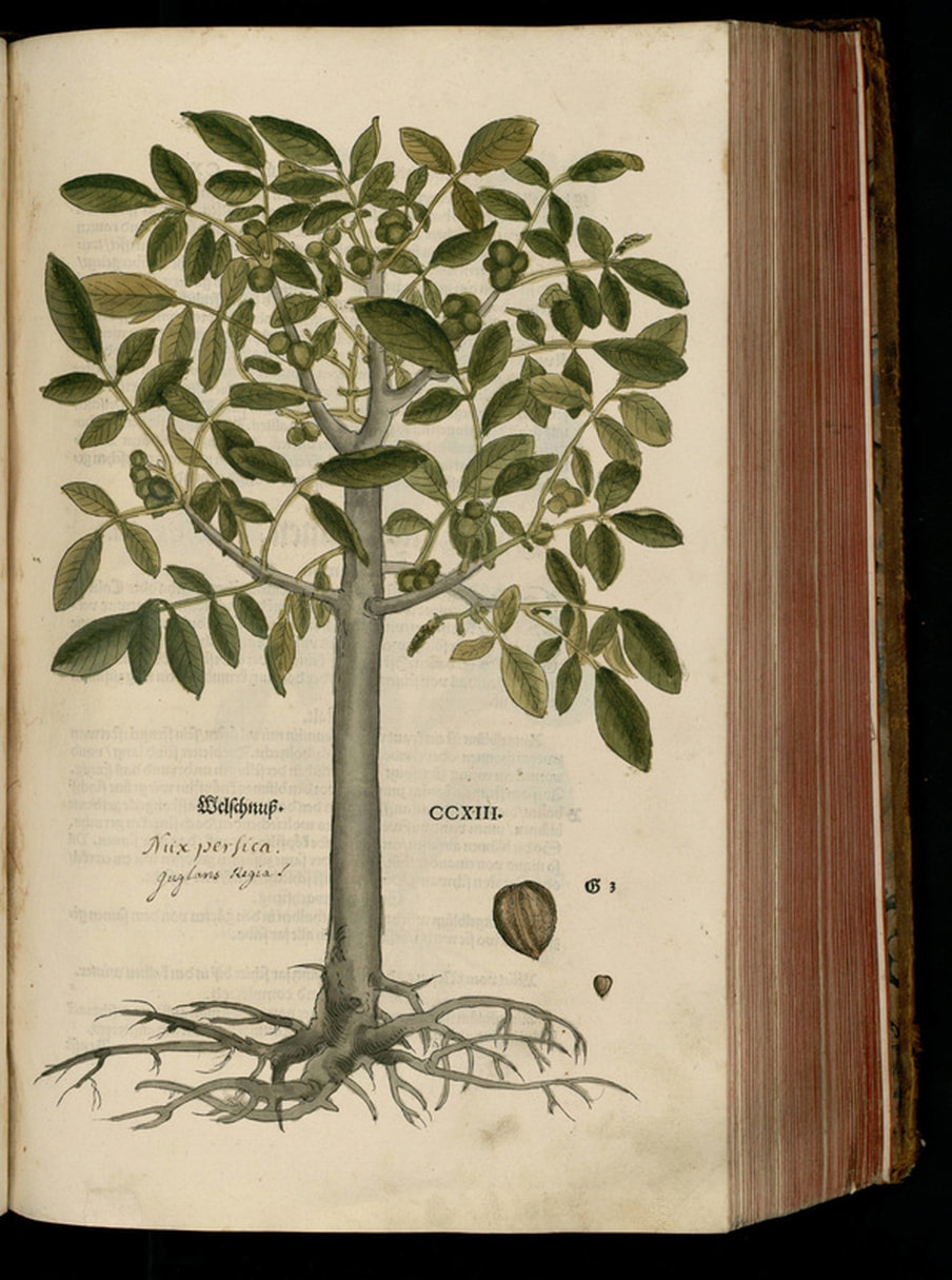 Walnut, Tree, Science Illustration
