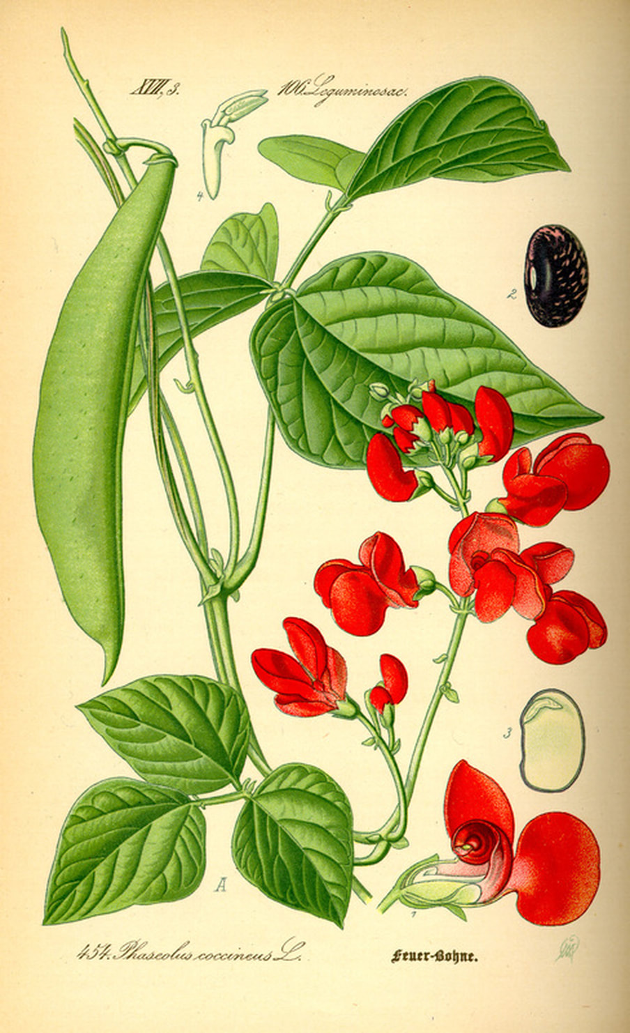 Black Bean Botanical Illustration