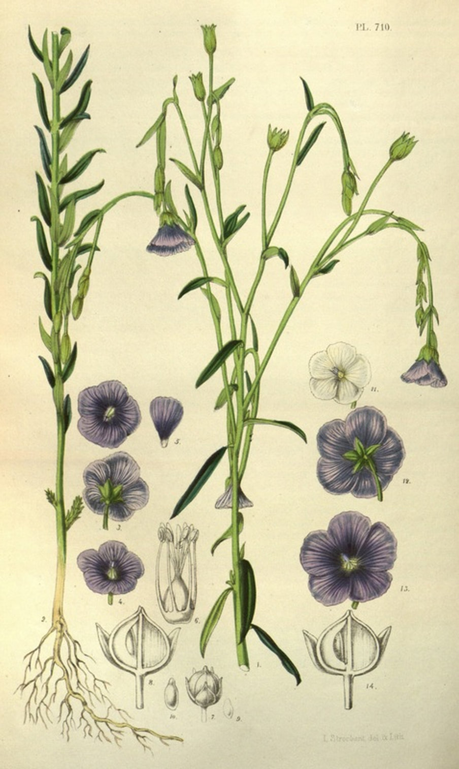 Flax Plant Botanical Illustration