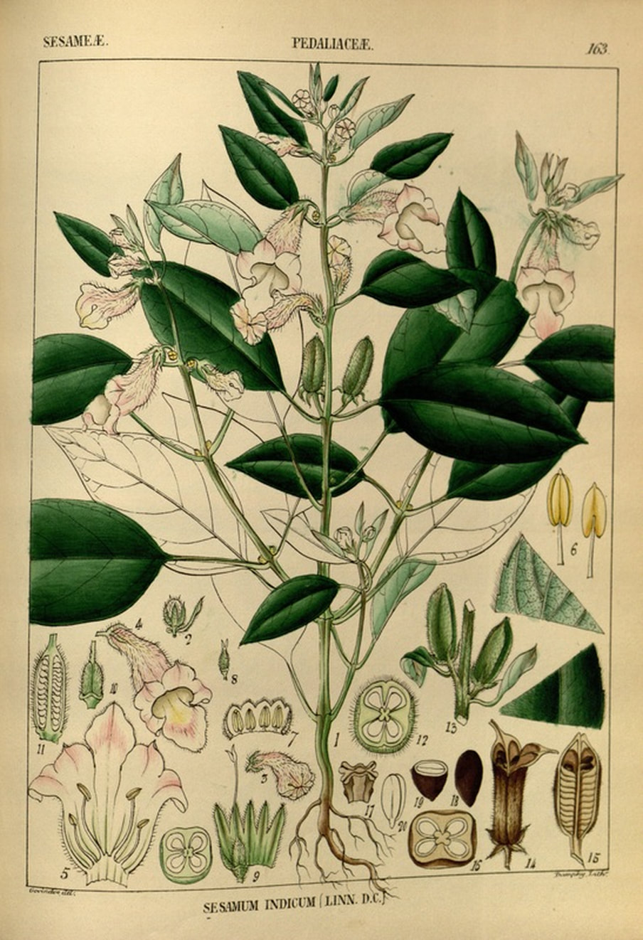 Sesame, Plant, Botanical, Drawing