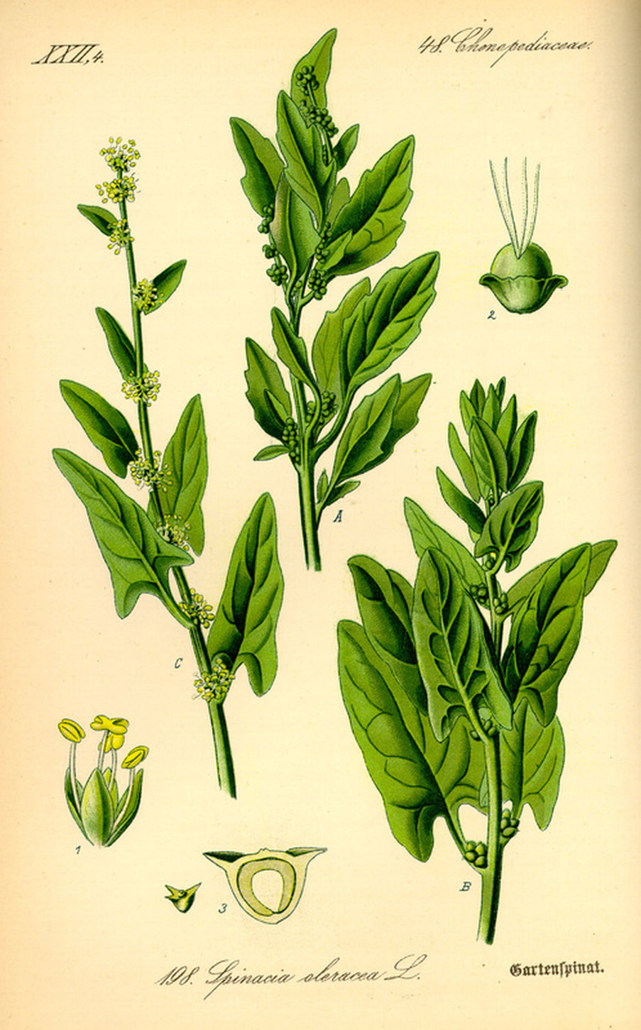Spinach Botanical Illustration
