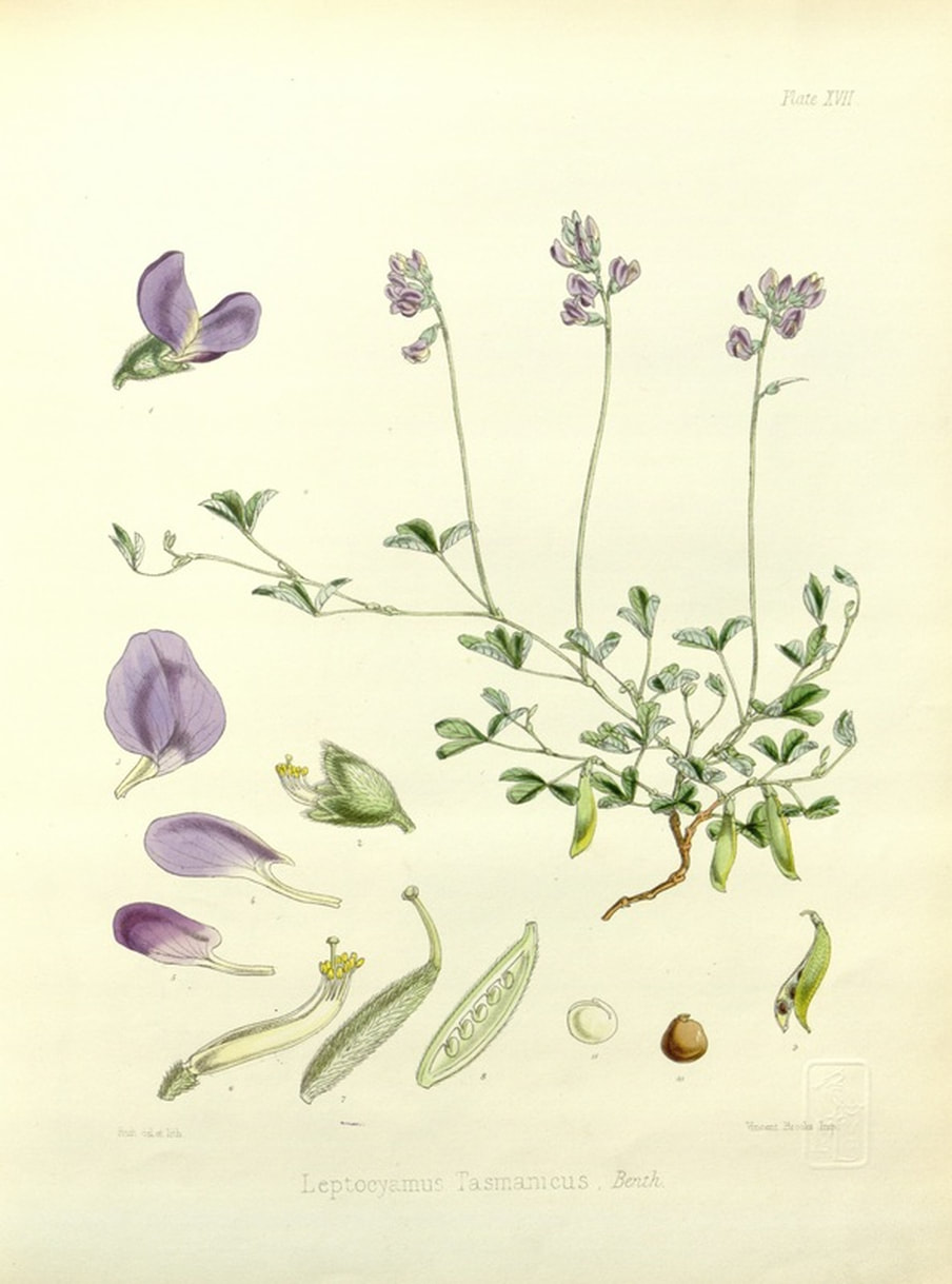 Soy, Plant, Pod, Bean, Flower, Legumes Botanical Illustration