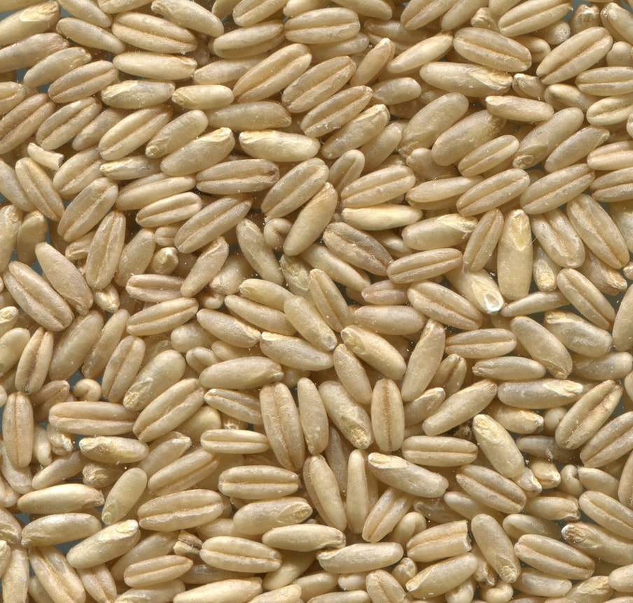 Raw Oat Seeds