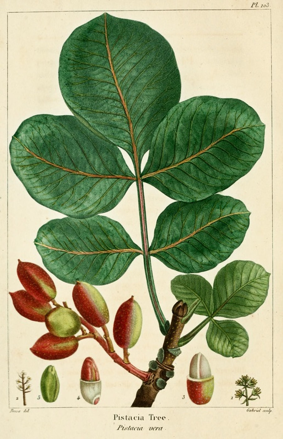 Pistachio Tree Botanical Illustration