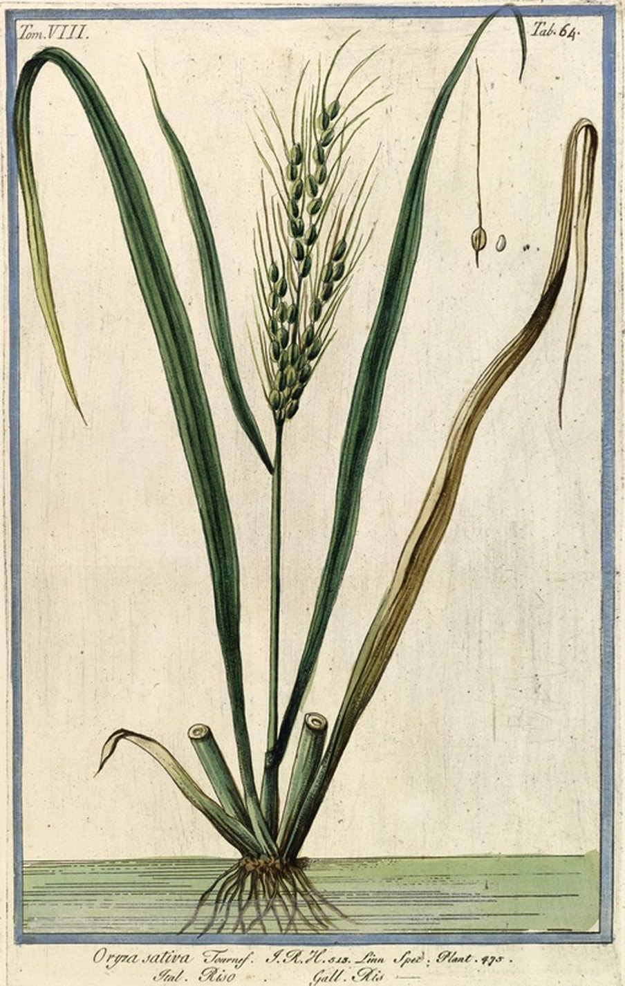 Rice Botanical Illustration