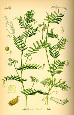 Lentil Botanical Drawing